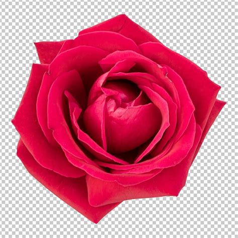 Renderização isolada de flor rosa marrom | PSD Premium