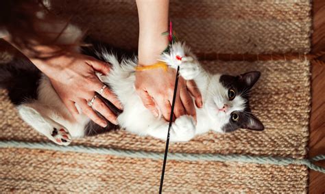 What Is An Abdominal Lipoma In Cats Leg - Infoupdate.org