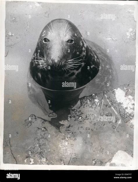 Sammy the seal london hi-res stock photography and images - Alamy