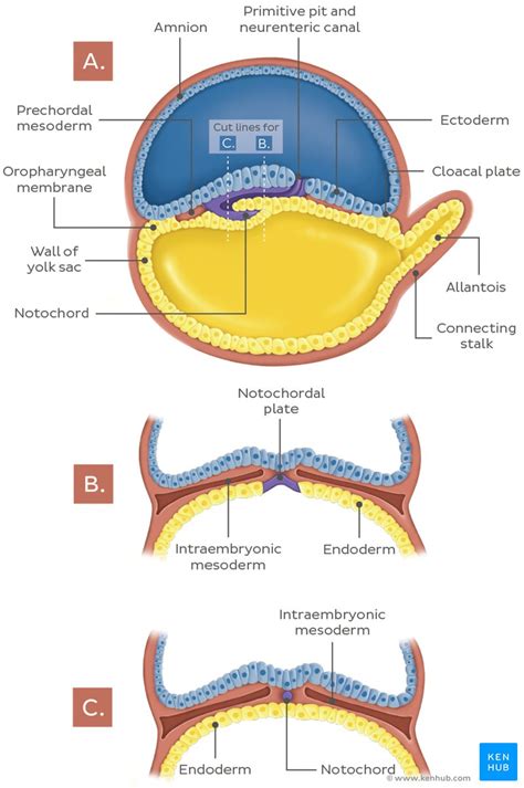Image result for Third Week of Embryonic Development