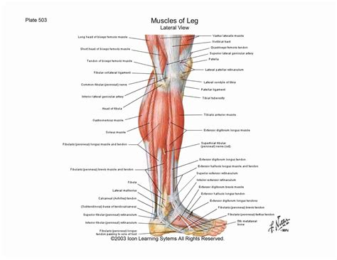 leg tendon pain behind knee