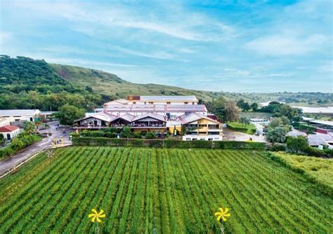 Wallow In Vino At The Award-Winning Vintage Wineries In Nashik