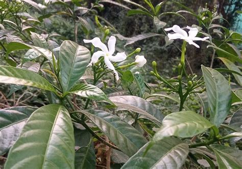 Image result for Science Copy Editing