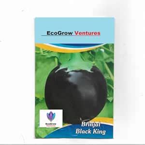 EcoGrow Ventures Brinjal Round Seeds (Gol Baigan) 500 + Vegetable Seeds ...