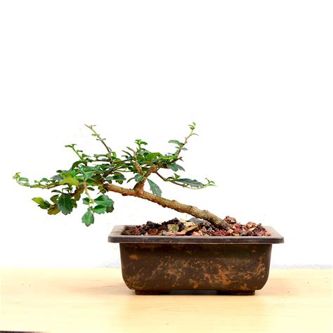 Bonsai Slanting Carmona – Flowering White Bloom Bonsai | myBageecha