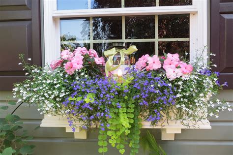 8 Window Boxes ideas | container gardening, window boxes, container plants