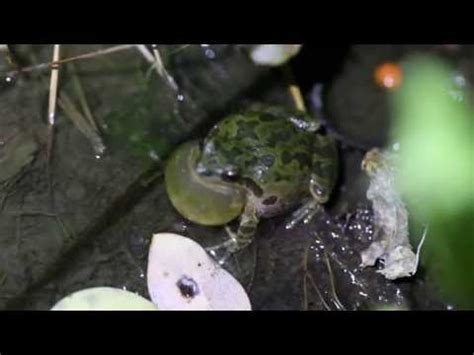 Image result for Many Tree Frogs