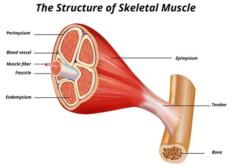 Layers Of Muscle