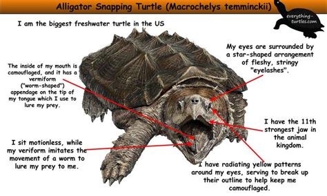 Image result for Large Snapping Turtle