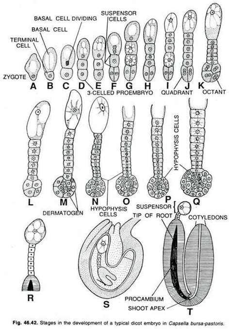 Development of dicot embryo in capsella bursa-pastoris - Brainly.in