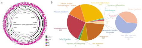 Therapeutic Potential of Bifidobacterium longum subsp. infantis B8762 ...