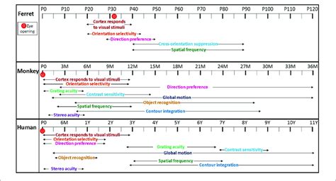 Image result for Visual Function Development Time