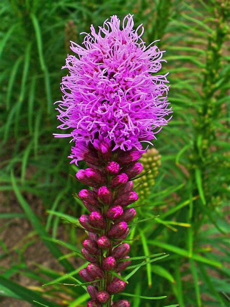 Image result for liatris images