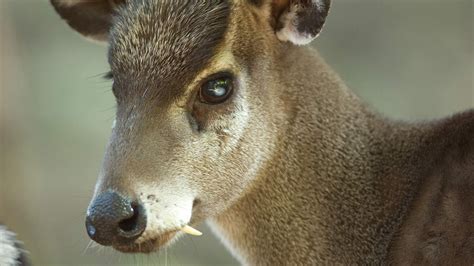 Tufted deer with 'vampire fangs' spotted in SW China - CGTN