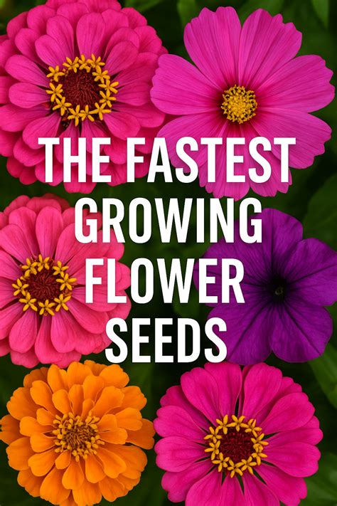 The Fastest Growing Flower Seeds for Quick Garden Color | Easy Blooms from Seed ...