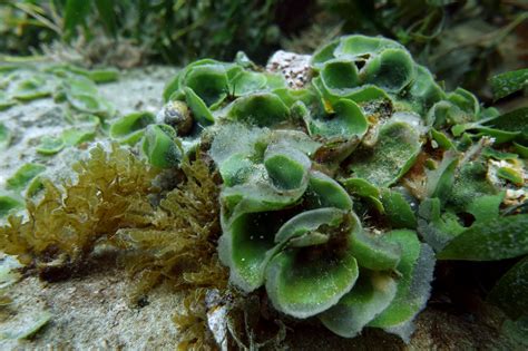 Chlorophyta Wallpapers - Wallpaper Cave
