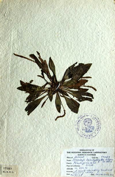 plantago_brachyphylla.