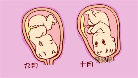 1-40周胎儿发育过程（上）！|胎教_新浪新闻