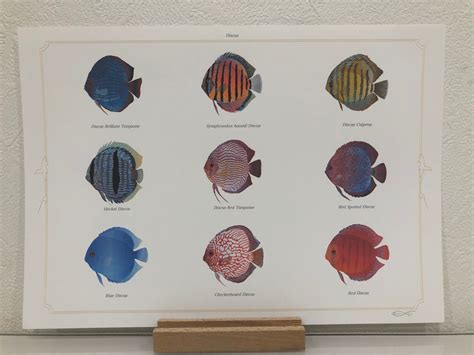 Discus A4 Drawing | Osakanacraft