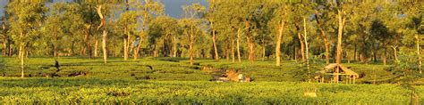 Meleng – Jayshree Tea