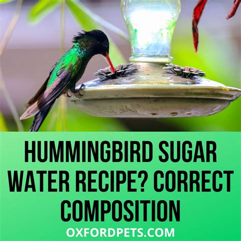Hummingbird Sugar Water Recipe? Correct Composition - Oxford Pets