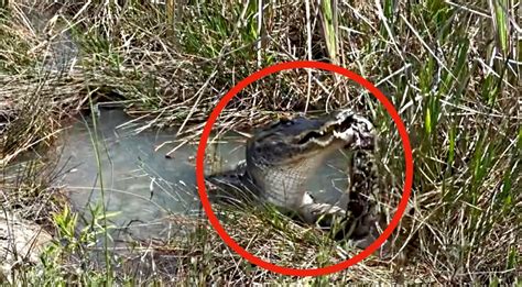 Image result for Florida Python vs Gator