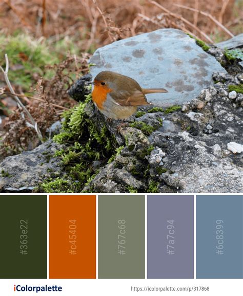 Color Palette Ideas from Bird European Robin Fauna Image | iColorpalette