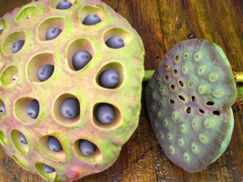 Images Lotus Seed Pod at Cody Chapple blog