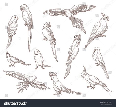 Image result for Simple Hand Drawn Parrot