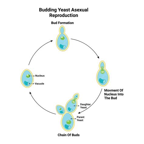 Premium Vector | Budding Yeast Asexual Reproduction Vector Illustration Colorful Design