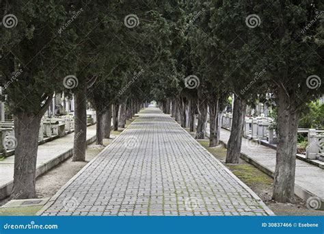 Walk in the Cemetery stock photo. Image of soil, green - 30837466