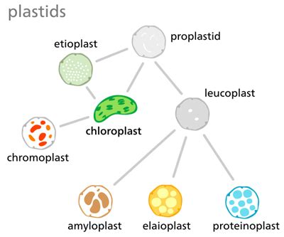 Plastids and their types — lesson. Science State Board, Class 10.