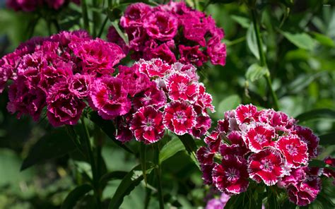 Sweet William wallpaper - Flower wallpapers - #42082