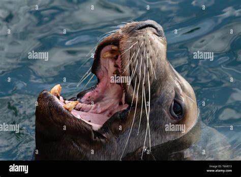 Sea Lion 的图像结果