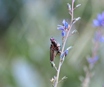 Image result for Spring Season Insects