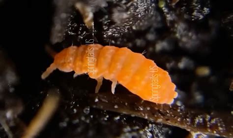 Image result for Springtail Identification