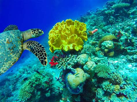 Snorkeling In Port Louis: 3 Amazing Spots To Go To In 2025