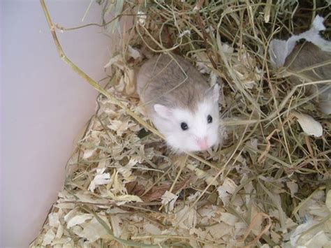 Hamster Kleinanzeigen | Hamster Annoncen | Hamster Inserate | Hamster ...