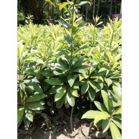 Sapota Plants - Sapota Fruit Plant Service Provider from Nagpur