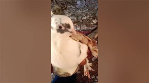 Image result for Normal Shell Warrantly