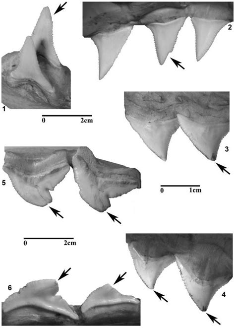 Squalicorax Chips a Tooth: A Consequence of Feeding-Related Behavior ...