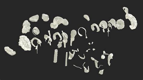 Male Head Realistic Anatomy 3D | 3D Molier International