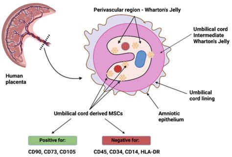 Mesenchymal Stem/Stromal Cells Derived from Human and Animal Perinatal ...