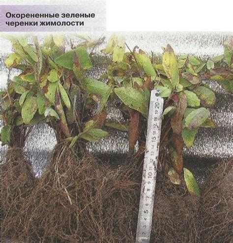 Как размножить жимолость: самый простой способ от куста, как ...