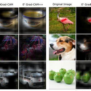 Image result for Grad Cam Example