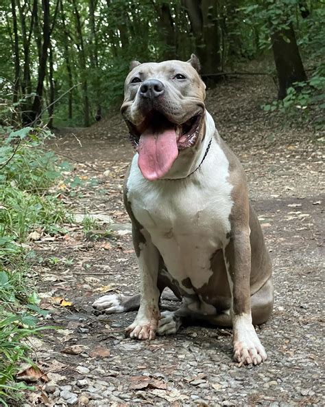 XXL Bullies: Exploring the Biggest American Bully Variety - Rocky Kanaka