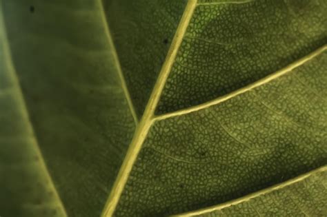 Jasny szmaragdowo zielony kolor więcej tonów w magazynie Skopiuj ...