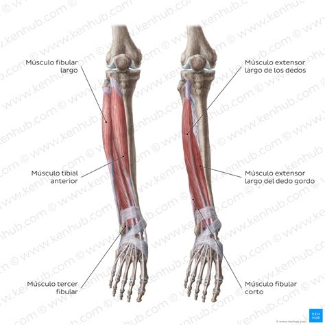 Músculos de la pierna: Origenes, inserciones, funciones | Kenhub