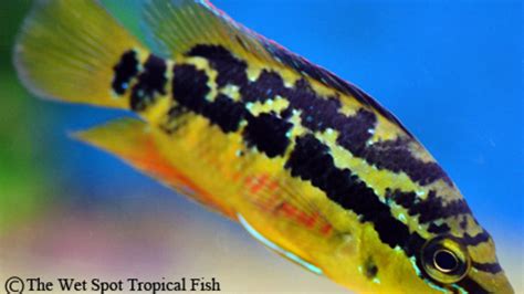 LIVESTOCK Archives | Page 6 of 114 | The Wet Spot Tropical Fish