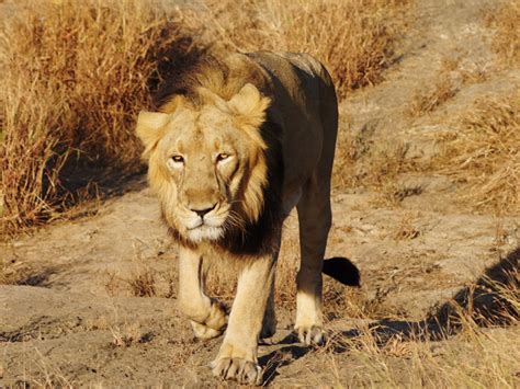 Three lions have died in gir due to helminth, 6 lions under supervision ...